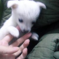 小钱袋8照片