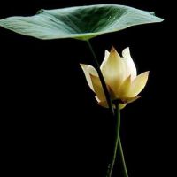 °❀云端☞┢┦aΡｐy°照片