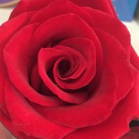 🌹一首歌一生情🌹照片