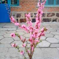 小妇人370照片