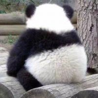 谭鹏熊猫🐼🐳照片