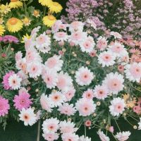 🌻🌻🌻💓照片